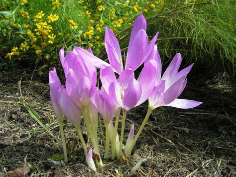 colchicum autumnale how to grow.